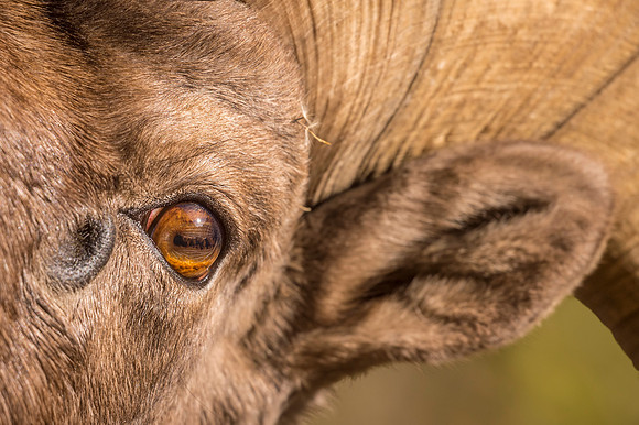 Bighorn_sheep_Waterton_2017_7