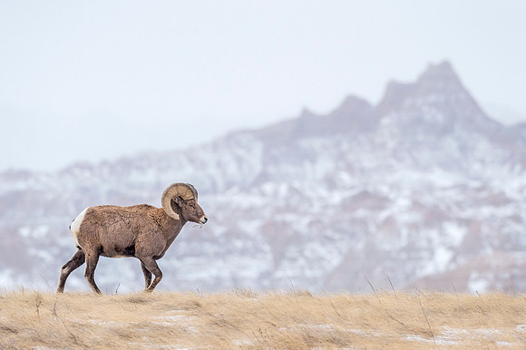 Bighorn_sheep_ram_Badlands_2017_1