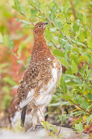 Willow_ptarmigan_Denali_2017_1