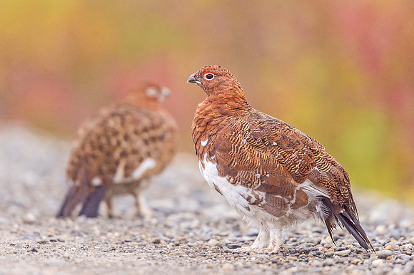 Willow_ptarmigan_Denali_2017_2