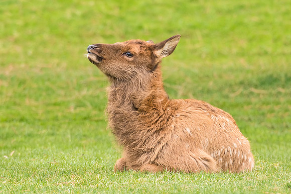Elk_Estes_Park_2017_10