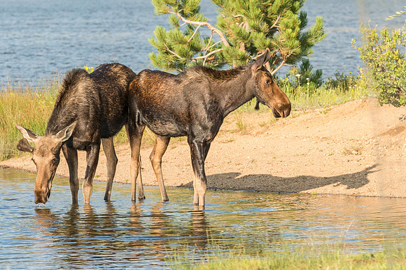 Moose_Estes_Park_2017_1