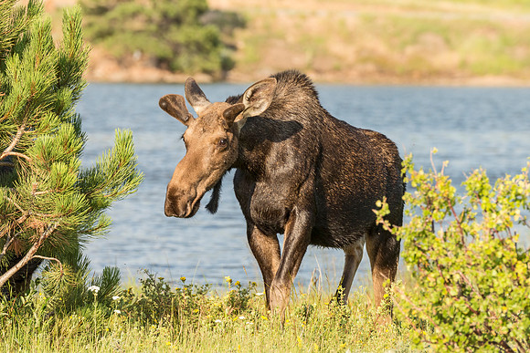 Moose_Estes_Park_2017_2