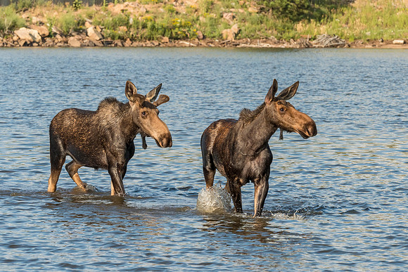 Moose_Estes_Park_2017_3