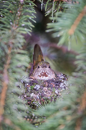 Broad-tailed_hummingbird_2017_2
