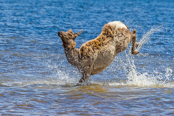 Elk_Lake_Estes_2017_1