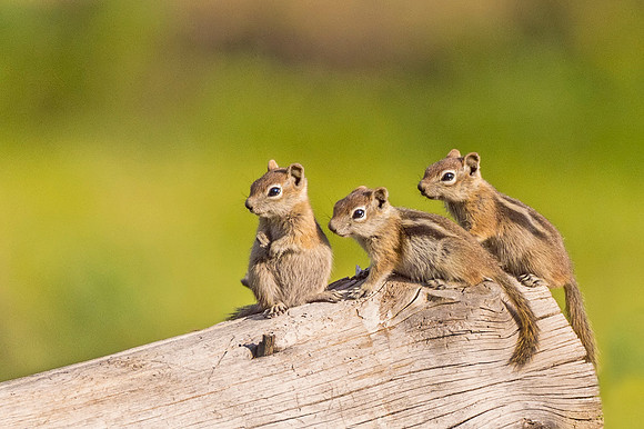 Golden-mantled_ground_squirrel_babies_RMNP_2017_1