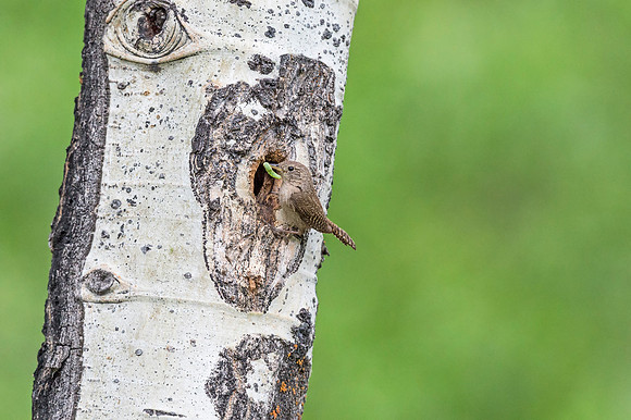House_wren_RMNP_2017_1
