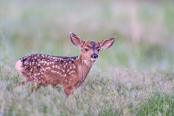 Mule_deer_fawn_EP_2017_1
