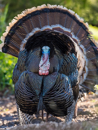 Wild_turkey_East_Portal_2017_1