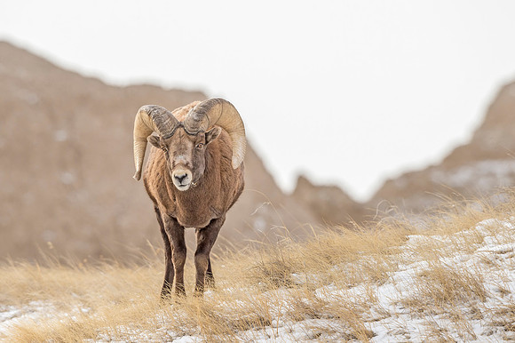 Bighorn_sheep_ram_Badlands_2017_6