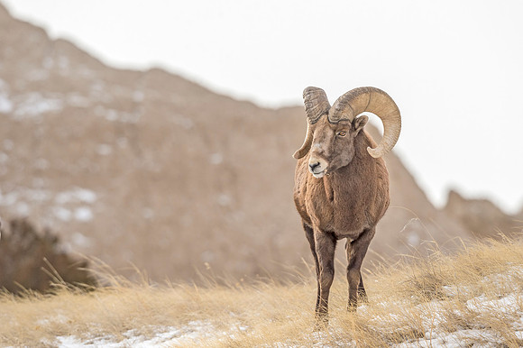 Bighorn_sheep_ram_Badlands_2017_5
