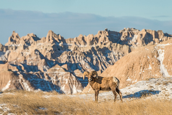 Bighorn_sheep_ram_Badlands_2017_4