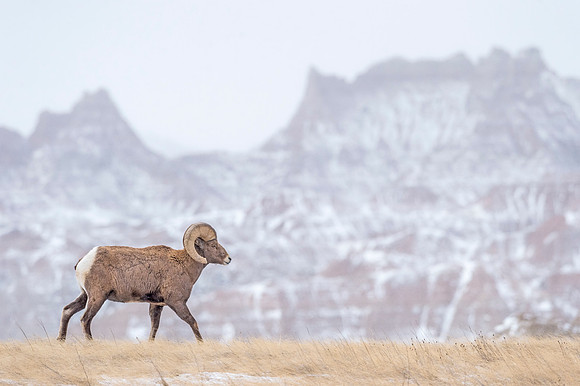 Bighorn_sheep_ram_Badlands_2017_2