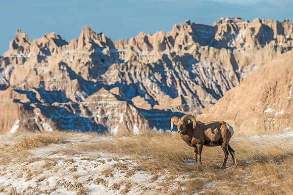 Bighorn_sheep_ram_Badlands_2017_3