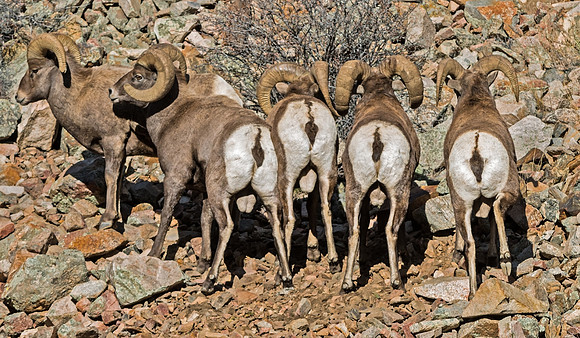 Bighorn_ram_21
