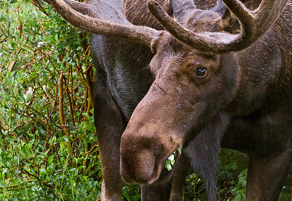 Moose_76