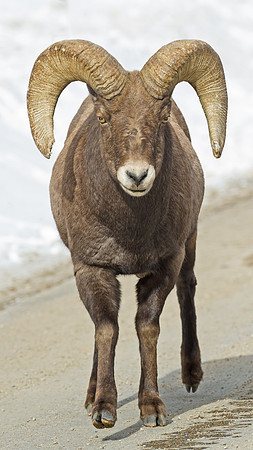 Bighorn_ram_76