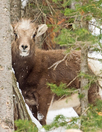 Bashful_bighorn_lamb_3