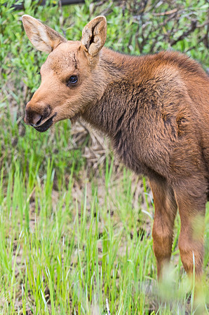 Moose_calf_62