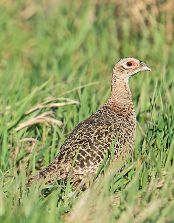 Ring-necked_pheasant_8