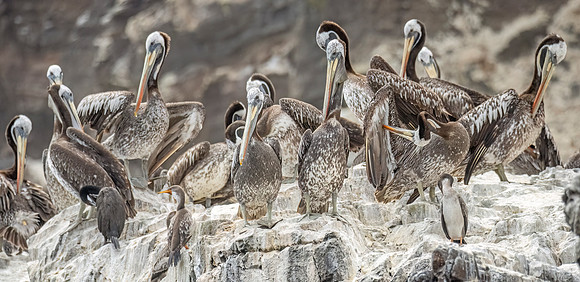 Peruvian_pelican_Peru_2024_1
