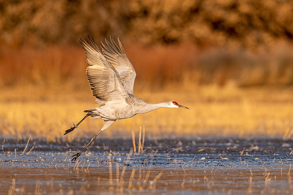 Sandhill_crane_BDANWR_2021_7