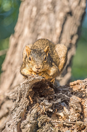 Fox_squirrel_BLSP_2017_2