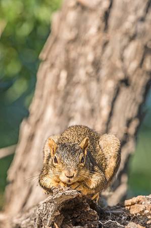 Fox_squirrel_BLSP_2017_4
