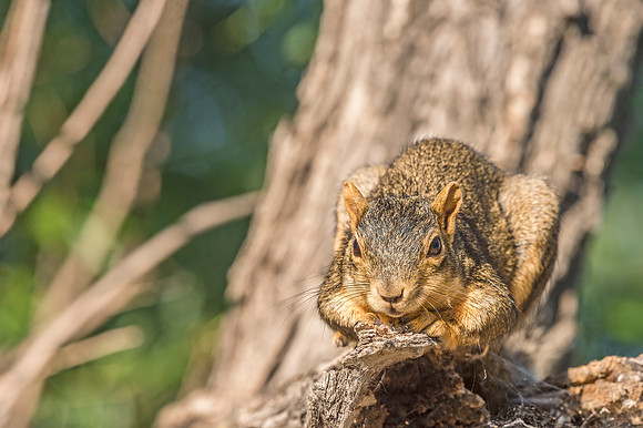 Fox_squirrel_BLSP_2017_3
