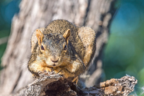 Fox_squirrel_BLSP_2017_1