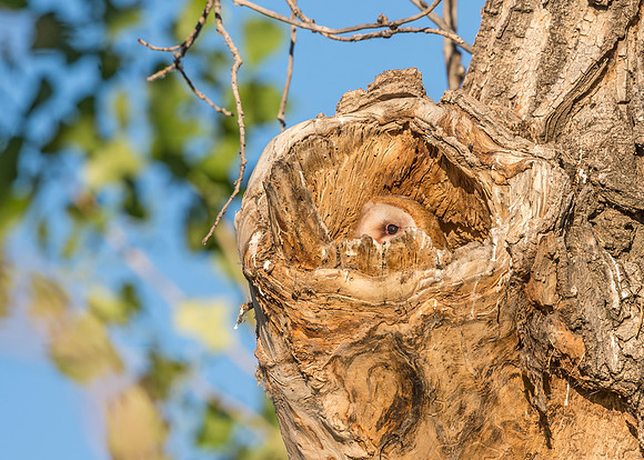 Barn_owl_BLSP_2017_3