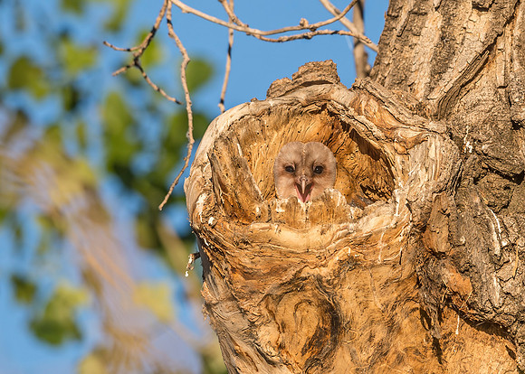 Barn_owl_BLSP_2017_1
