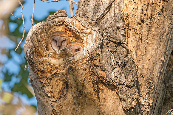 Barn_owl_BLSP_2017_5
