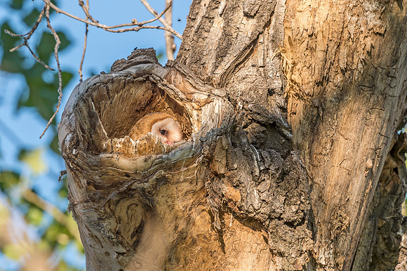 Barn_owl_BLSP_2017_4