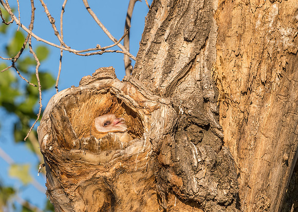 Barn_owl_BLSP_2017_1