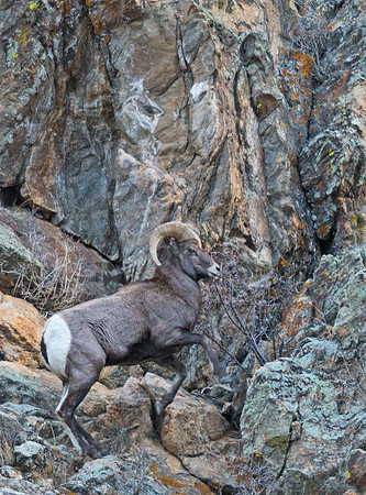 Bighorn_ram_75