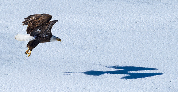 Bald_eagle_51