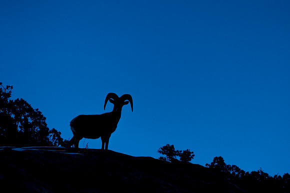 Desert_bighorn_sheep_2018_1