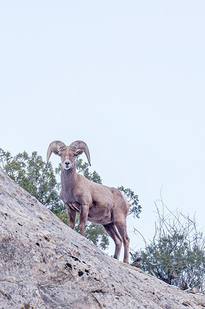 Desert_bighorn_sheep_2018_3
