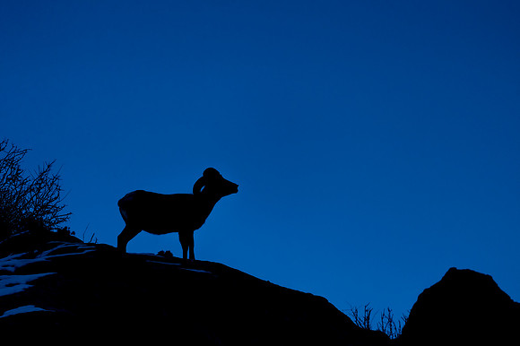 Desert_bighorn_sheep_2018_2