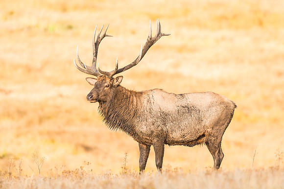 Elk_RMNP_2016_11