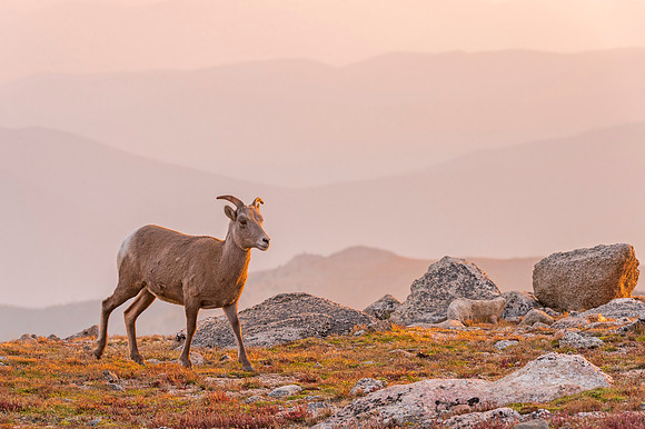 Bighorn_sheep_Mt_Evans_2015_3