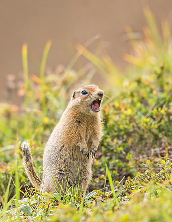 Arctic_ground_squirrel_Denali_2016_3