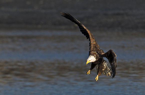 Bald_eagle_95