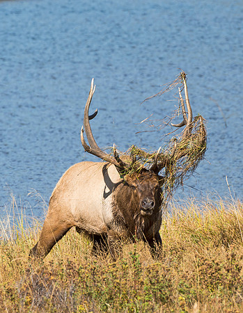 Elk_39
