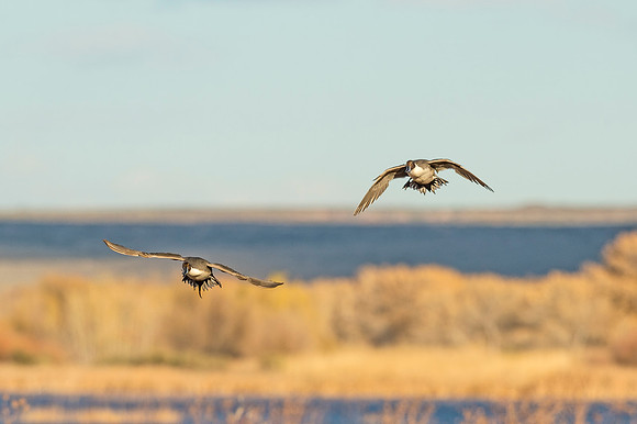 Pintail_BDANWR_2016_2