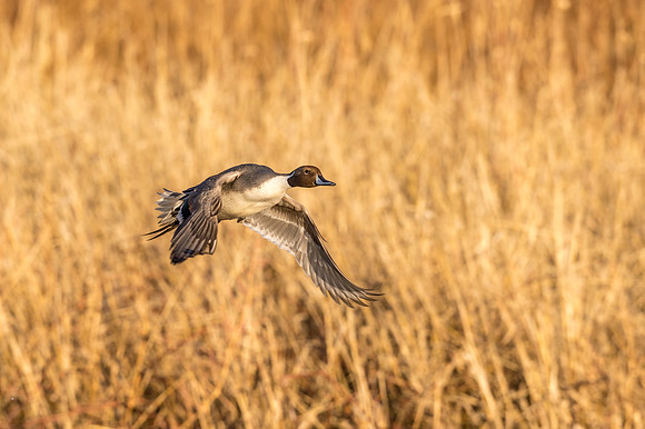 Pintail_BDANWR_2016_3