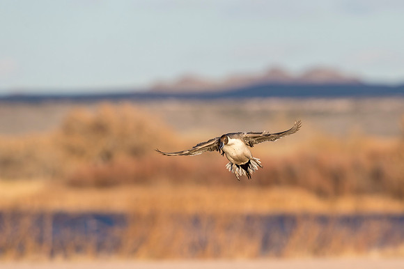 Pintail_BDANWR_2016_4