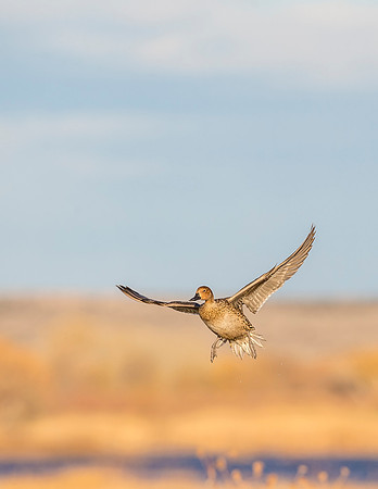 Pintail_BDANWR_2016_7